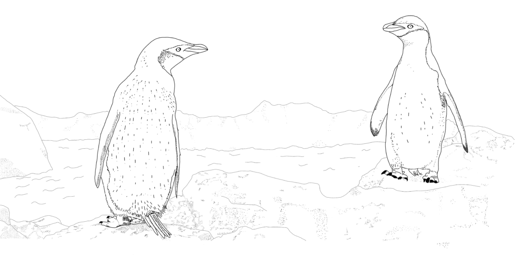 Gay penguins illustration from Queer Animals Coloring zine. Written by author of trans speculative fiction, Kes Otter Lieffe. Illustrated by Anja Van Geert. This coloring zine celebrates the diversity of animals and our beautiful queer communities.