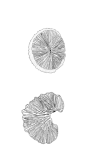 Image shows Split-gill mushroom, a fungus with 20,000 sexes. 