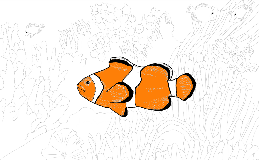 illustration of an orange clownfish with a coral background. This fish - of Finding Nemo fame - changes sex several times in their lifetime