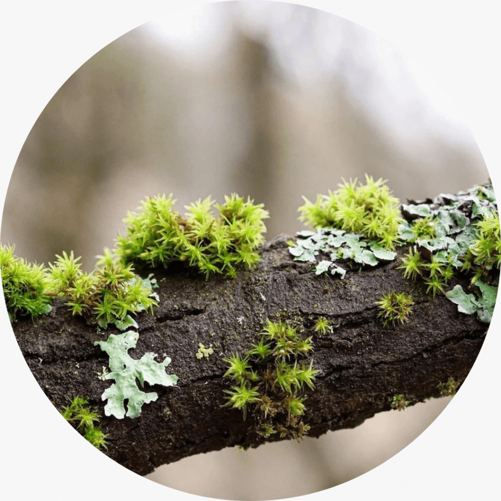 Photo of various lichen species on a tree branch