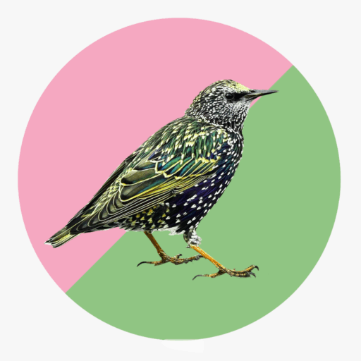 image of a starling with a pink and green background