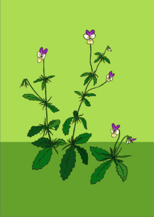 *NEW* Queer Plants Postcards - supporting Solidarity Apothecary